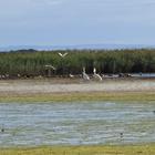 Birding along Soetendalsvlei - Agulhas National Park - Xplorio™ L'Agulhas Birding along Soetendalsvlei - Agulhas National Park - Xplorio™ L'Agulhas
