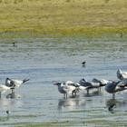 Birding along Soetendalsvlei - Agulhas National Park - Xplorio™ L'Agulhas Birding along Soetendalsvlei - Agulhas National Park - Xplorio™ L'Agulhas