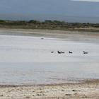 Birding along the Soutbosch Pan - Agulhas National Park - Xplorio™ L'Agulhas Birding along the Soutbosch Pan - Agulhas National Park - Xplorio™ L'Agulhas