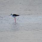 Birding along the Soutbosch Pan - Agulhas National Park - Xplorio™ L'Agulhas Birding along the Soutbosch Pan - Agulhas National Park - Xplorio™ L'Agulhas