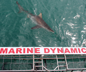 Daily Blog: 16 March 2021 | Shark Cage Diving in South Africa