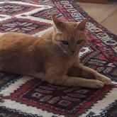 Roxy in Hermanus - Grace House and Pet Sitting - Xplorio™ Gansbaai