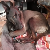 House Sitter / Pet Sitter with Toby in De Kelders - Grace House and Pet Sitting - Xplorio™ Gansbaai