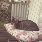 House Sitting Misty in Stellenbosch - Grace House and Pet Sitting - Xplorio™ Gansbaai
