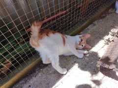 Chance - Ginger and White Female Kitten