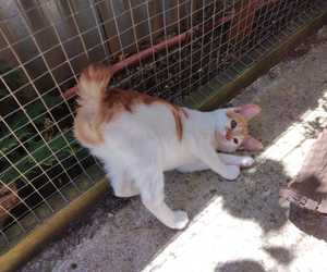 Chance - Ginger and White Female Kitten
