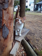 Gamble - Ginger and White Female Kitten