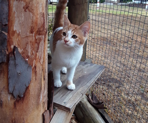 Gamble - Ginger and White Female Kitten