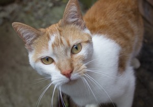 Feegle - Ginger Male Cat Up For Adoption