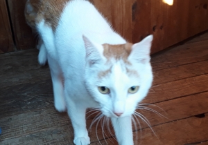 Crivens - Ginger Male Cat