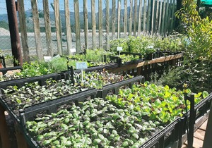 Winter Vegetables, Pansy, Viola & Calendulas - 4 Trays (R100)