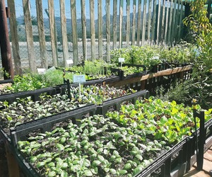 Winter Vegetables, Pansy, Viola & Calendulas - 4 Trays (R100)