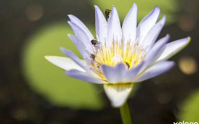 bettys_bay_outdoot_things_to_do_harold_porter_botanical_garden_water_lilly_1572354334_1_1617099620