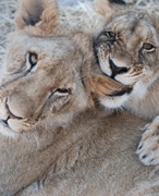 Saturday: Panthera Africa Children's Educational Visits