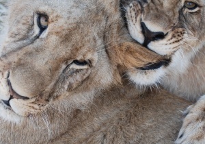 Saturday: Panthera Africa Children's Educational Visits