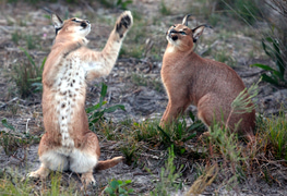Panthera Africa Family Educational Visits