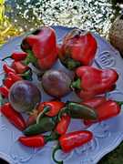 Our herb garden is doing great!