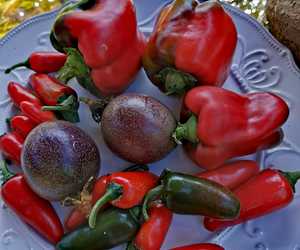 Our herb garden is doing great!