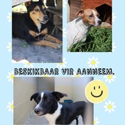 Dogs and puppies up for adoption