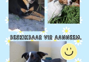 Dogs and puppies up for adoption