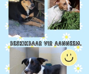 Dogs and puppies up for adoption