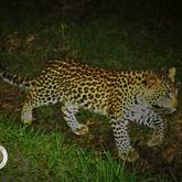 Wildlife Monitoring - Walker Bay Fynbos Conservancy - Xplorio™ Gansbaai