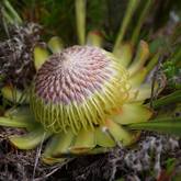Protea Acaulos - Walker Bay Fynbos Conservancy - Xplorio™ Gansbaai