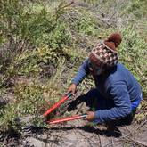 Alien Clearing - Walker Bay Fynbos Conservancy - Xplorio™ Gansbaai