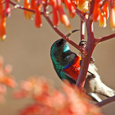 Birding - Walker Bay Fynbos Conservancy - Xplorio™ Gansbaai