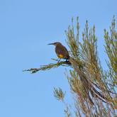 Birding - Walker Bay Fynbos Conservancy - Xplorio™ Gansbaai