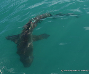 Daily Blog: 12 April 2021 | Shark Cage Diving in South Africa