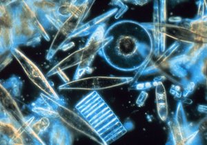 Microscopic Aquatic Life