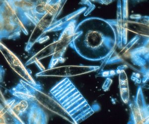 Microscopic Aquatic Life