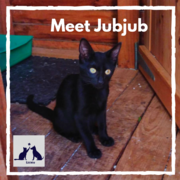 JubJub - Black Female Kitty