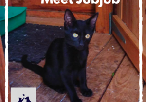 JubJub - Black Female Kitty