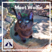 Wolfie - Black Make Kitten