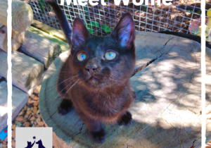 Wolfie - Black Make Kitten