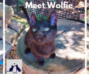 Wolfie - Black Make Kitten