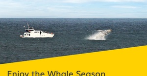 Enjoy the Whale Season with Hertz!