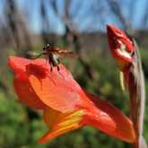 Walker Bay Fynbos Conservancy - Xplorio™ Gansbaai