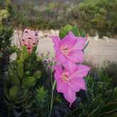 Walker Bay Fynbos Conservancy - Xplorio™ Gansbaai