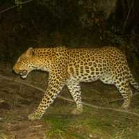 Wildlife Monitoring - Walker Bay Fynbos Conservancy - Xplorio™ Gansbaai