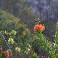 Walker Bay Fynbos Conservancy - Xplorio™ Gansbaai