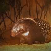 Wildlife Monitoring - Walker Bay Fynbos Conservancy - Xplorio™ Gansbaai