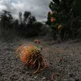 Walker Bay Fynbos Conservancy - Xplorio™ Gansbaai