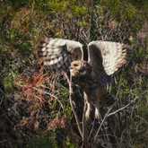 Walker Bay Fynbos Conservancy - Xplorio™ Gansbaai