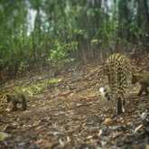 Walker Bay Fynbos Conservancy - Xplorio™ Gansbaai