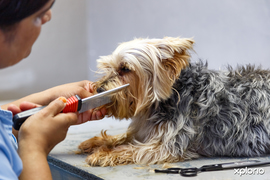 Five Benefits Of Professional Dog Grooming