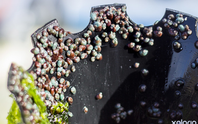 hermanus_things_to_do_abalone_tours_heart_of_abalone_baby_abalone_1566997124_1619157917