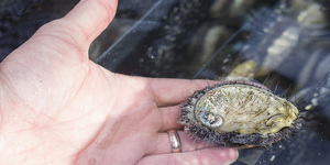 hermanus_things_to_do_abalone_tours_heart_of_abalone_health_abalone_growing_1566997098_1619157918